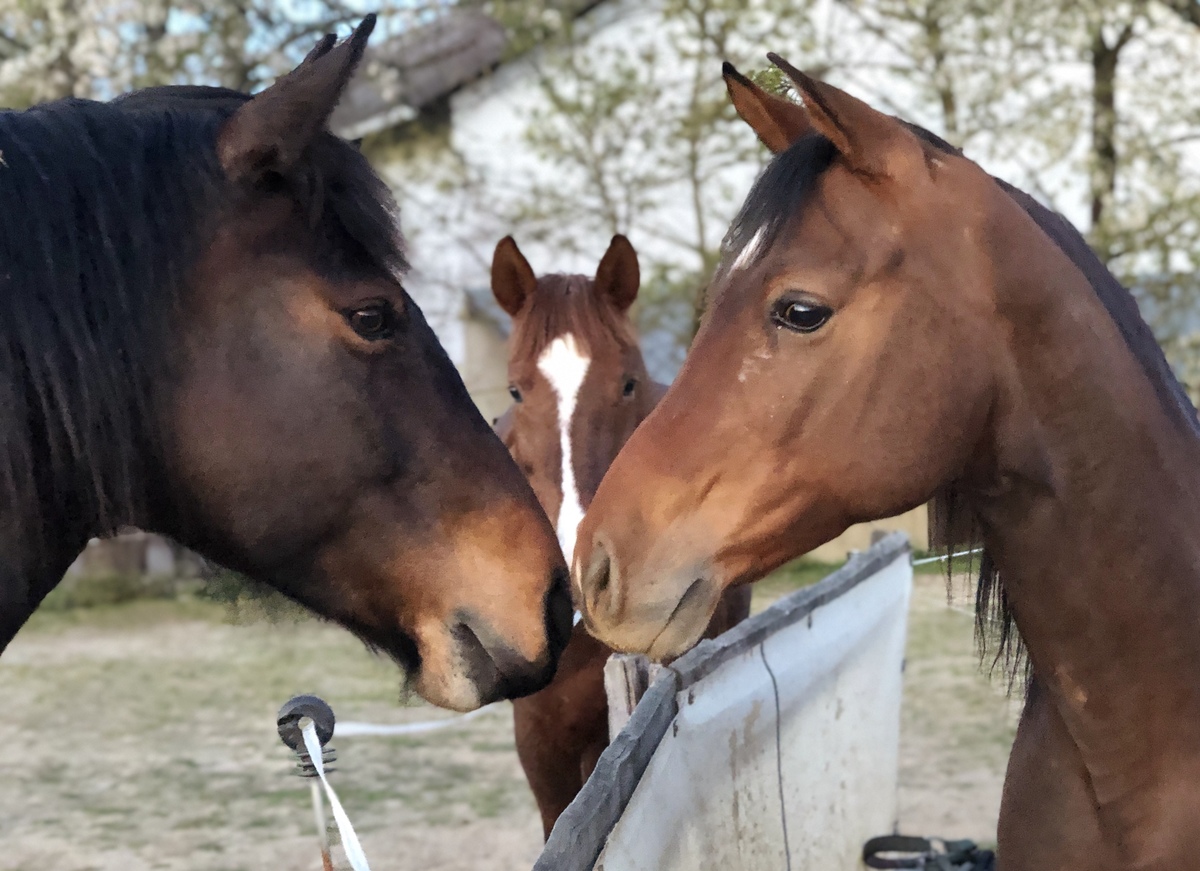 11ddd1c5d63efaa92cb6dae8b61566ed_1200_1200_0