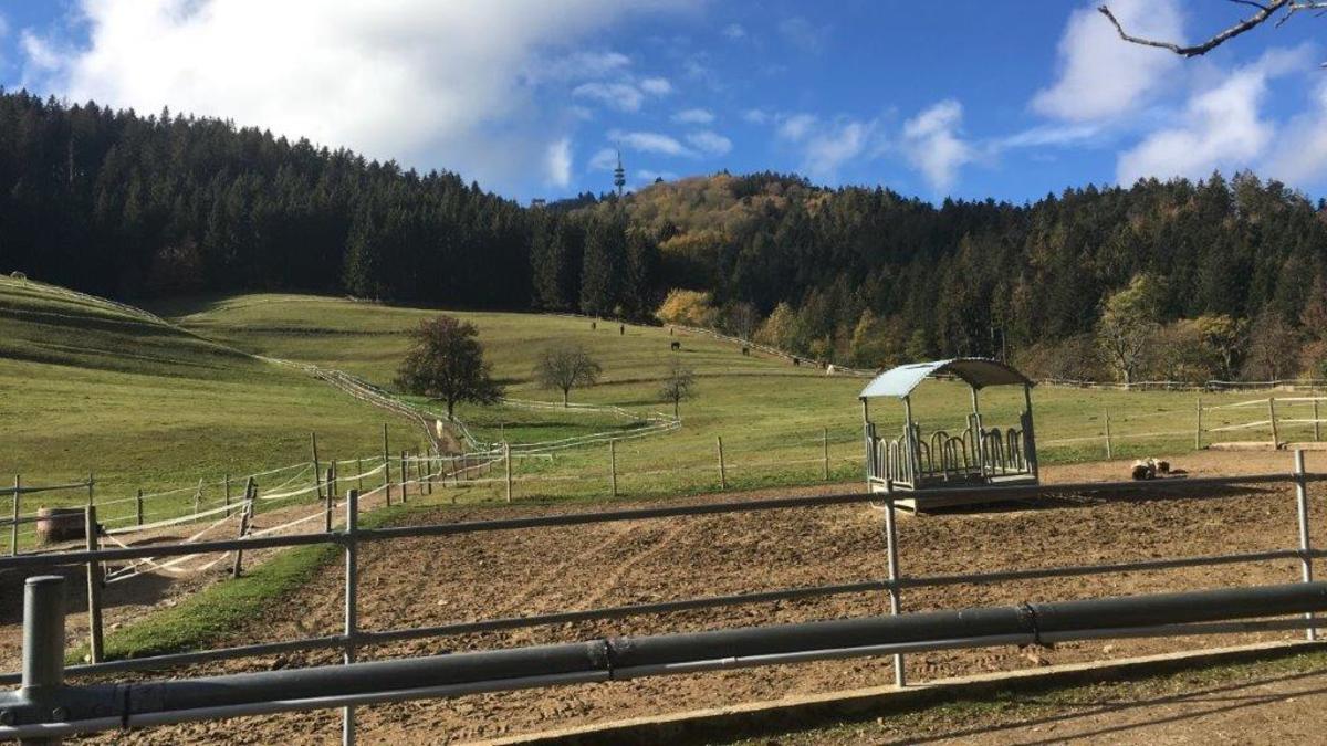 14b75fdbb3ab550b0811ab7712ba343c_1200_1200_0