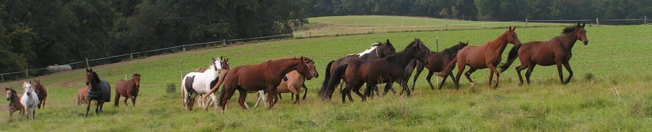 Umfrage: „Environmental Enrichment for Horses”