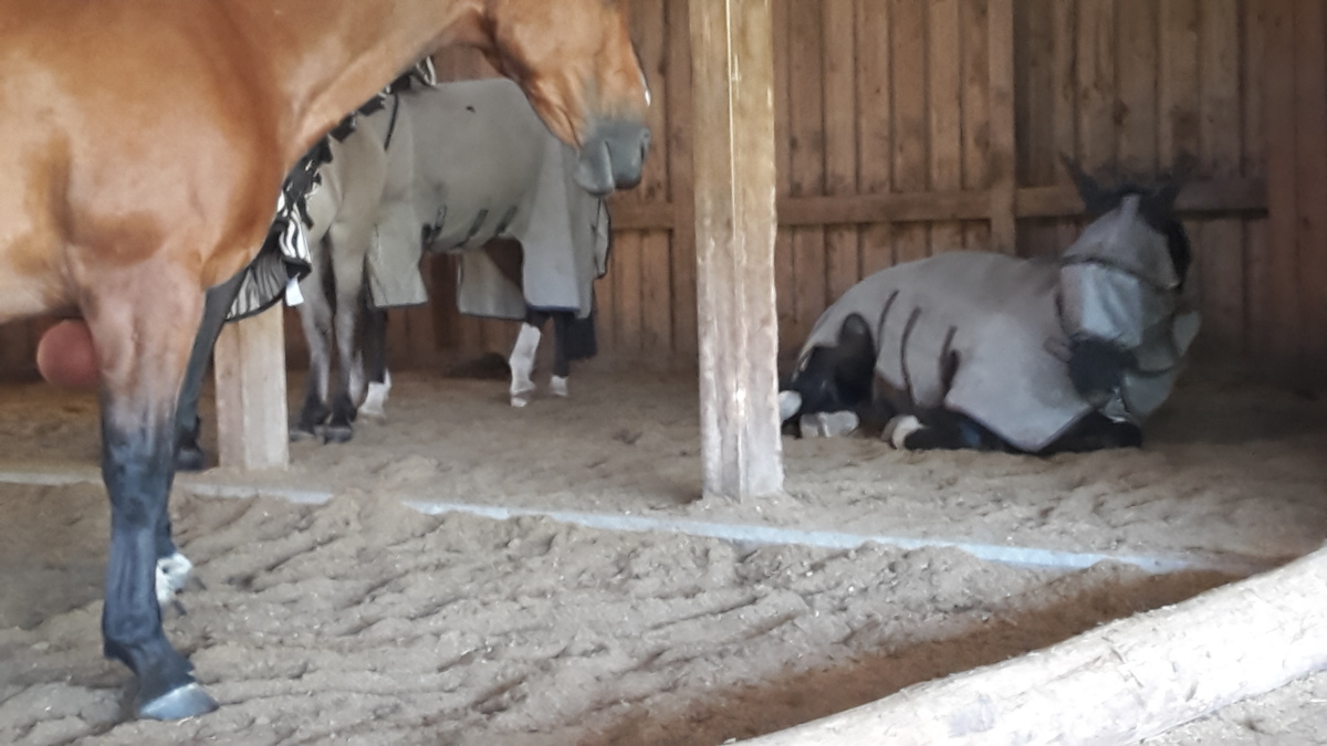 3a3e2f379ffd4372997dad358dafea6a_1200_1200_0