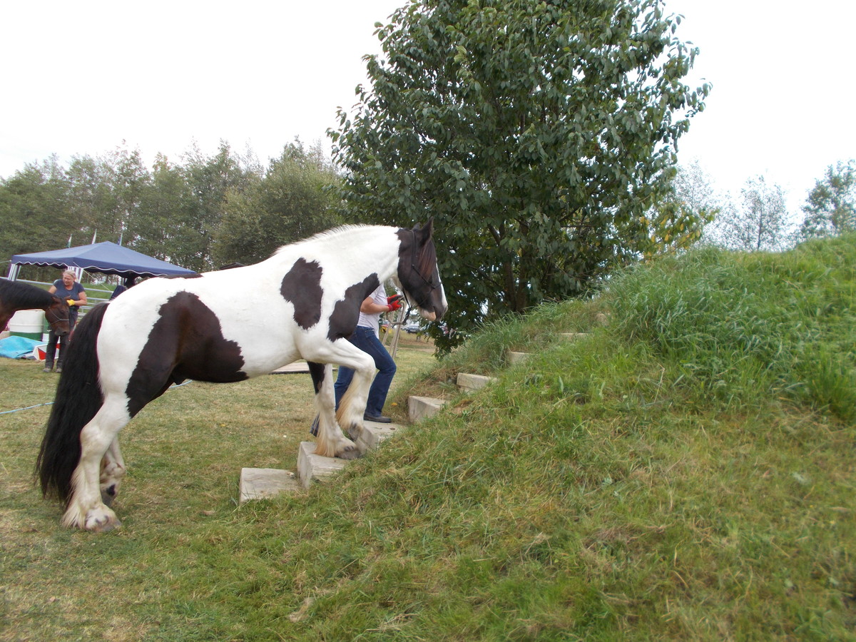 4ae15faa1d2bffad7106fb37598e8a0d_1200_1200_0