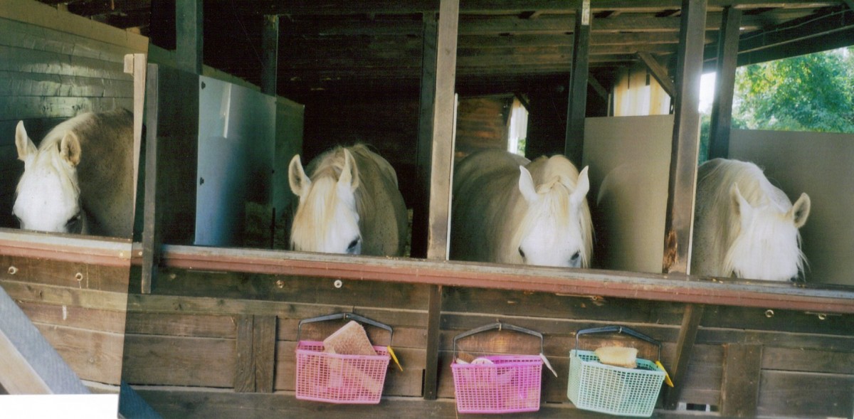 594c9769f110ccb76c4febd7a4c3c3b0_1200_1200_0