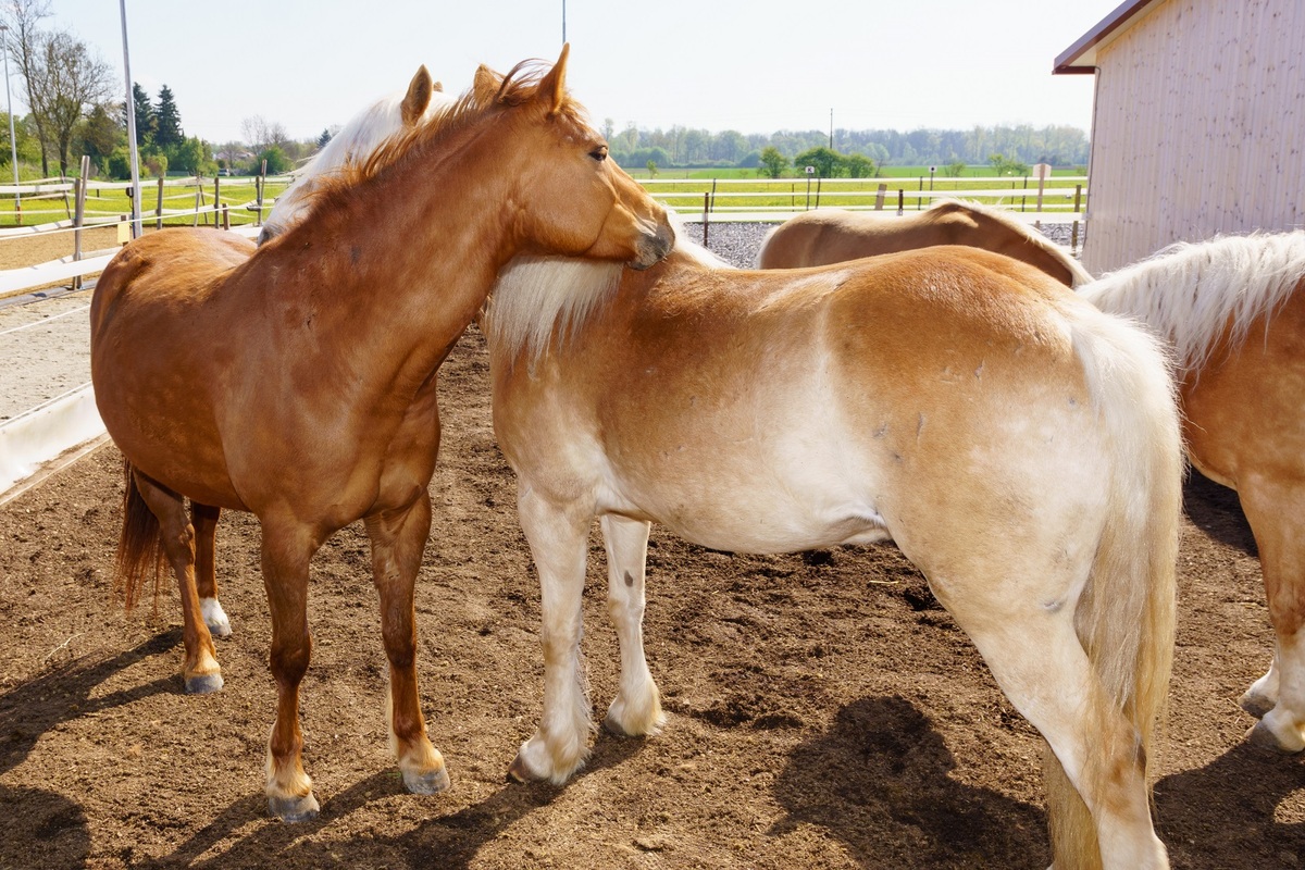 Reitschule Schwabhof _30.04.2017