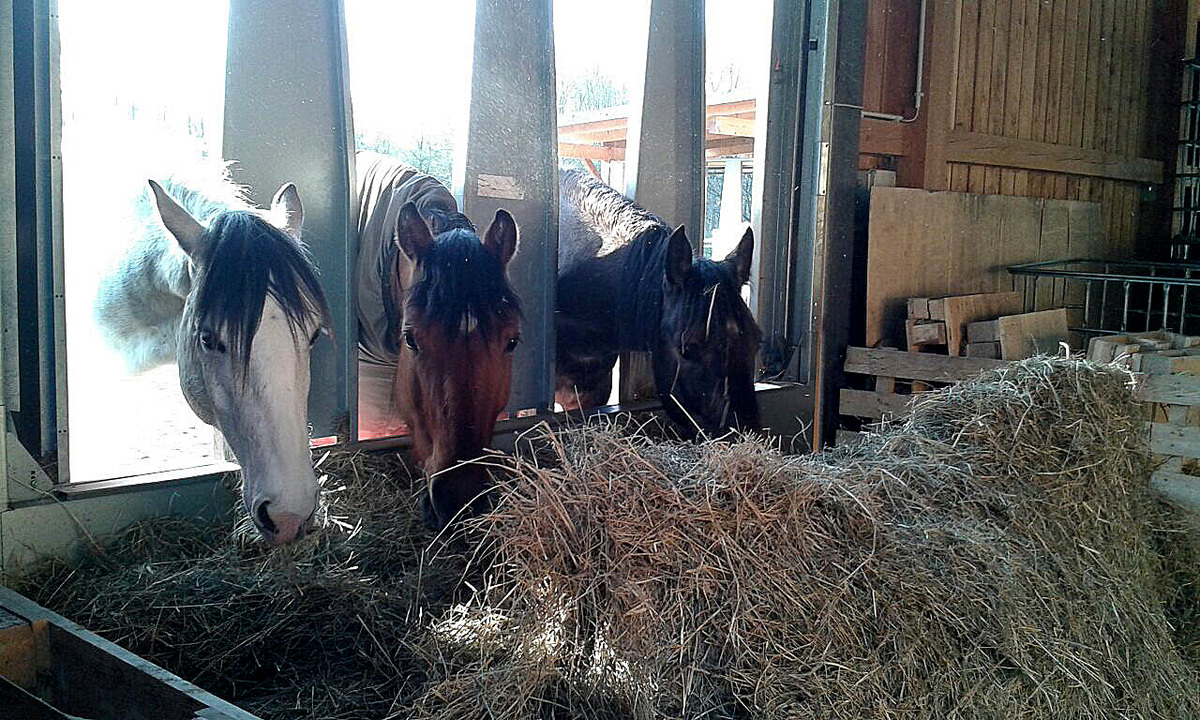 a6b950403abd6ffb7ec3cf6b8d851058_1200_1200_0