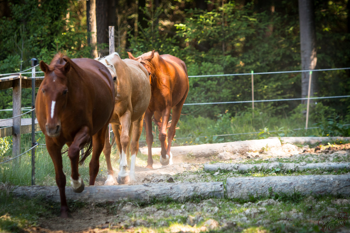 bce27e90c33b326f10e1eae86d80b001_1200_1200_0