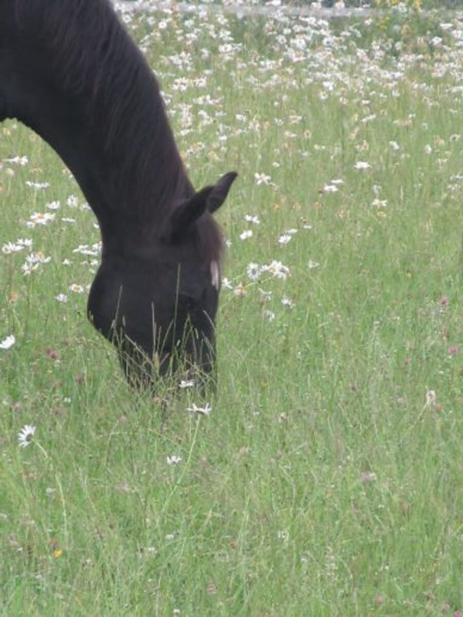 c4b623e1357983bbc2cb7539d9b5cc98_1200_1200_0