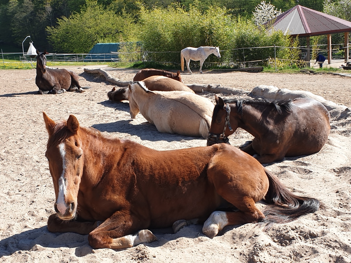 f2a9fd703cc749611cb52f11875bd122_1200_1200_0